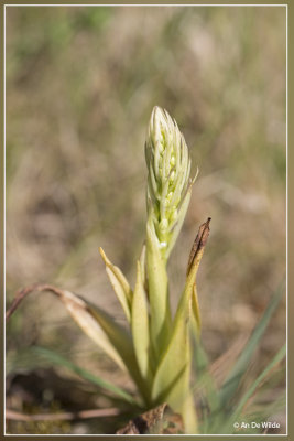 bokkenorchis (Himantoglossum hircinum