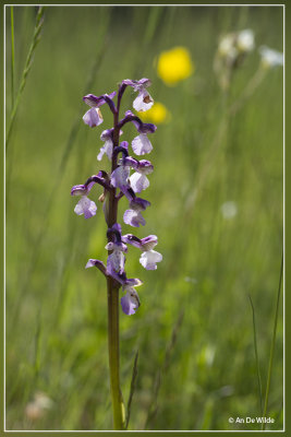 Harlekijn - Anacamptis morio