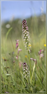 Aangebrande orchis - Neotinea ustulata