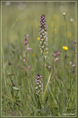 Aangebrande orchis - Neotinea ustulata