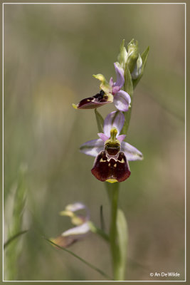 Hommelorchis - Ophrys fuciflora 