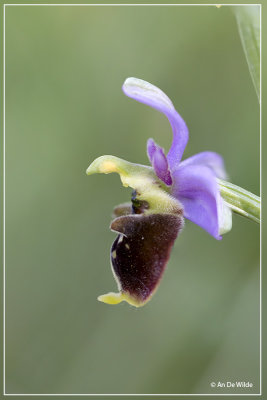 Hommelorchis - Ophrys fuciflora