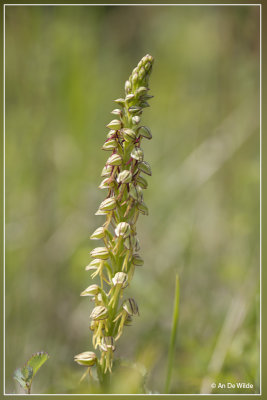 Poppenorchis - Orchis anthropophora