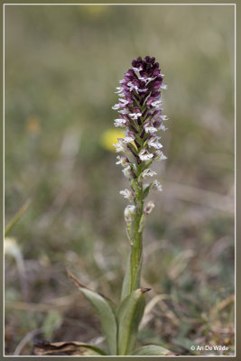 Aangebrande orchis - Neotinea ustulata