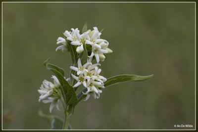 Witte engbloem - Vincetoxicum hirundinaria