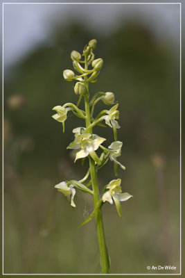 Bergnachtorchis - Platanthera chlorantha