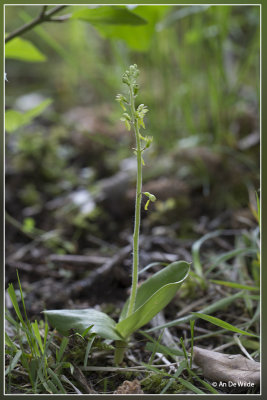 Grote keverorchis - Listera ovata