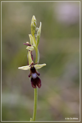Vliegenorchis - (Ophrys insectifera)