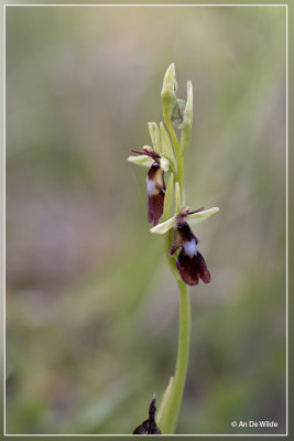 Vliegenorchis - (Ophrys insectifera)