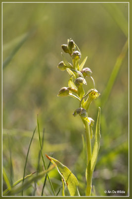 Groene nachtorchis - Dactylorhiza viridis