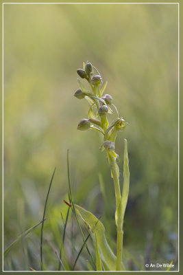 Groene nachtorchis - Dactylorhiza viridis