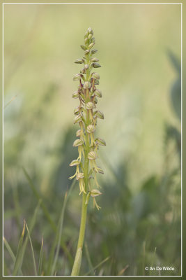 Poppenorchis - Orchis anthropophora