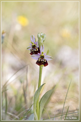 Hommelorchis - Ophrys fuciflora