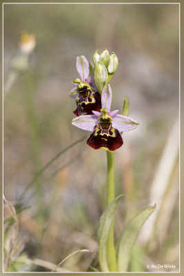 Hommelorchis - Ophrys fuciflora