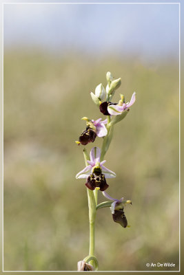 Hommelorchis - Ophrys fuciflora