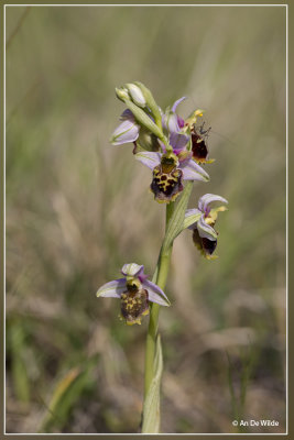 Hommelorchis - Ophrys fuciflora ?