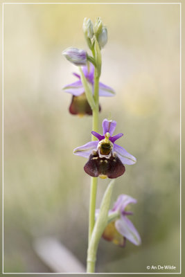 Hommelorchis - Ophrys fuciflora ?