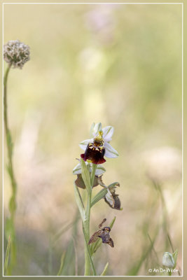 Hommelorchis - Ophrys fuciflora
