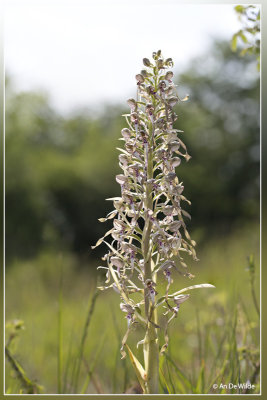 Bokkenorchis - Himantoglossum hircinum