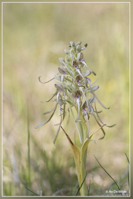 Bokkenorchis - Himantoglossum hircinum