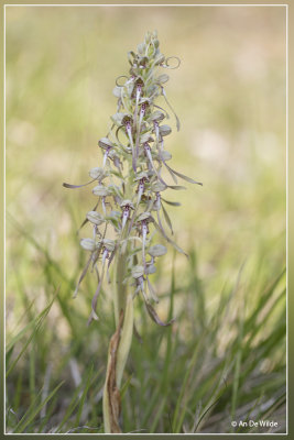 Bokkenorchis - Himantoglossum hircinum
