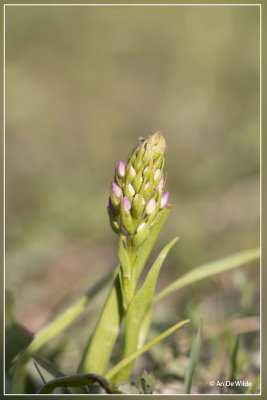 Grote muggenorchis -Gymnadenia conopsea