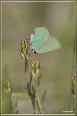 Groentje - Callophrys rubi