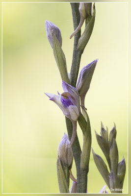 Paarse asperge-orchis - Limodorum abortivum