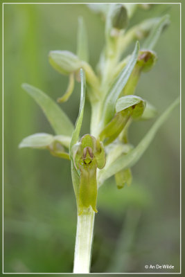 Groene nachtorchis - Dactylorhiza viridis