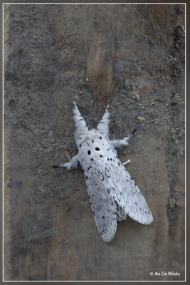 Witte hermelijnvlinder - Cerura erminea