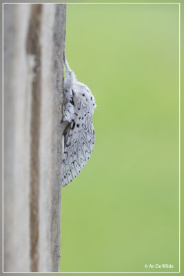 Witte hermelijnvlinder - Cerura erminea