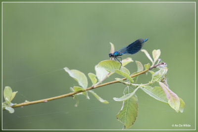 Weidebeekjuffer - Calopteryx splendens 