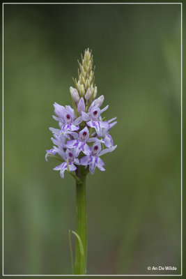 Bosorchis - Dactylorhiza maculata subsp. fuchsii 