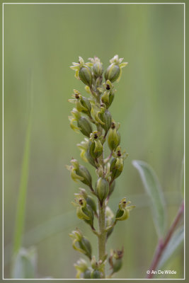 Grote keverorchis -  Listera ovata