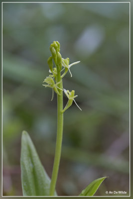 Groenknolorchis - Liparis loeselii
