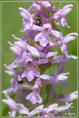 x Dactylodenia st-quintinii 