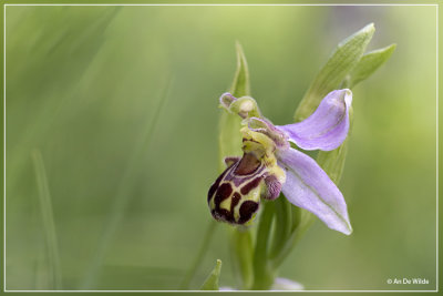 Bijenorchis - Ophrys apifera