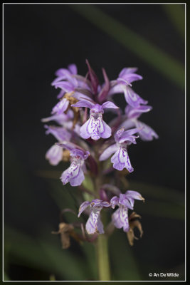 veenorchis + maculata?