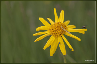 Valkruid - Arnica montana