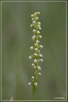 Witte muggenorchis - Pseudorchis albida