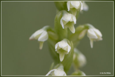 Witte muggenorchis - Pseudorchis albida