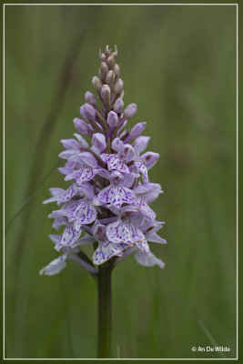 Gevlekte orchis - Dactylorhiza maculata