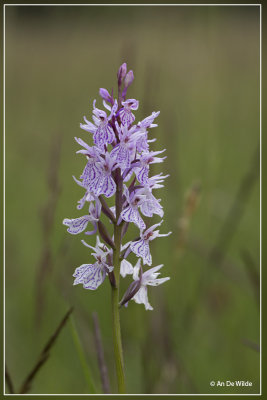 Gevlekte orchis - Dactylorhiza maculata