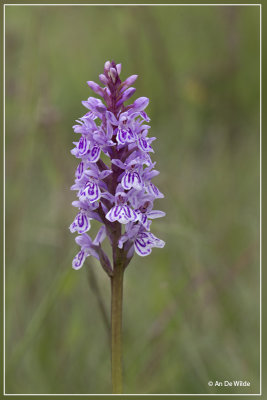 Gevlekte orchis - Dactylorhiza maculata