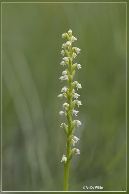 Witte muggenorchis - Pseudorchis albida