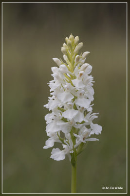 Gevlekte orchis - Dactylorhiza maculata