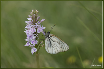 Groot geaderd witje - Aporia crataegi 