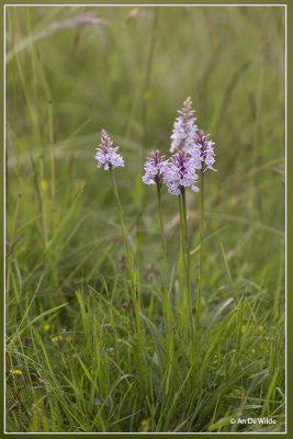 Gevlekte orchis - Dactylorhiza maculata