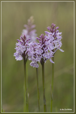 Gevlekte orchis - Dactylorhiza maculata