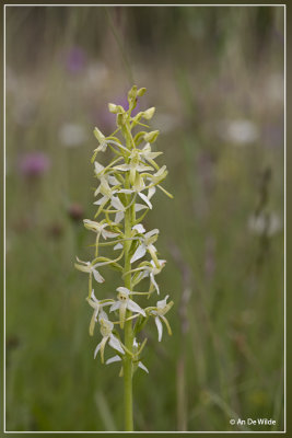 Welriekende nachtorchis - Platanthera bifolia